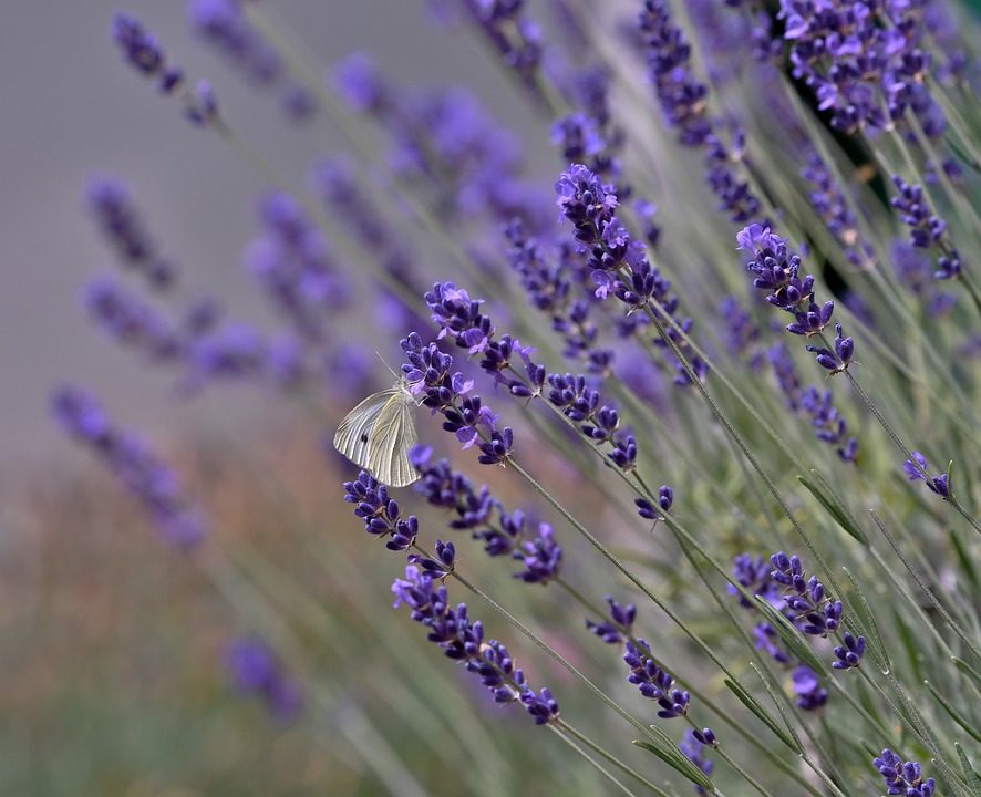 Gabinet Dobrych Myśli